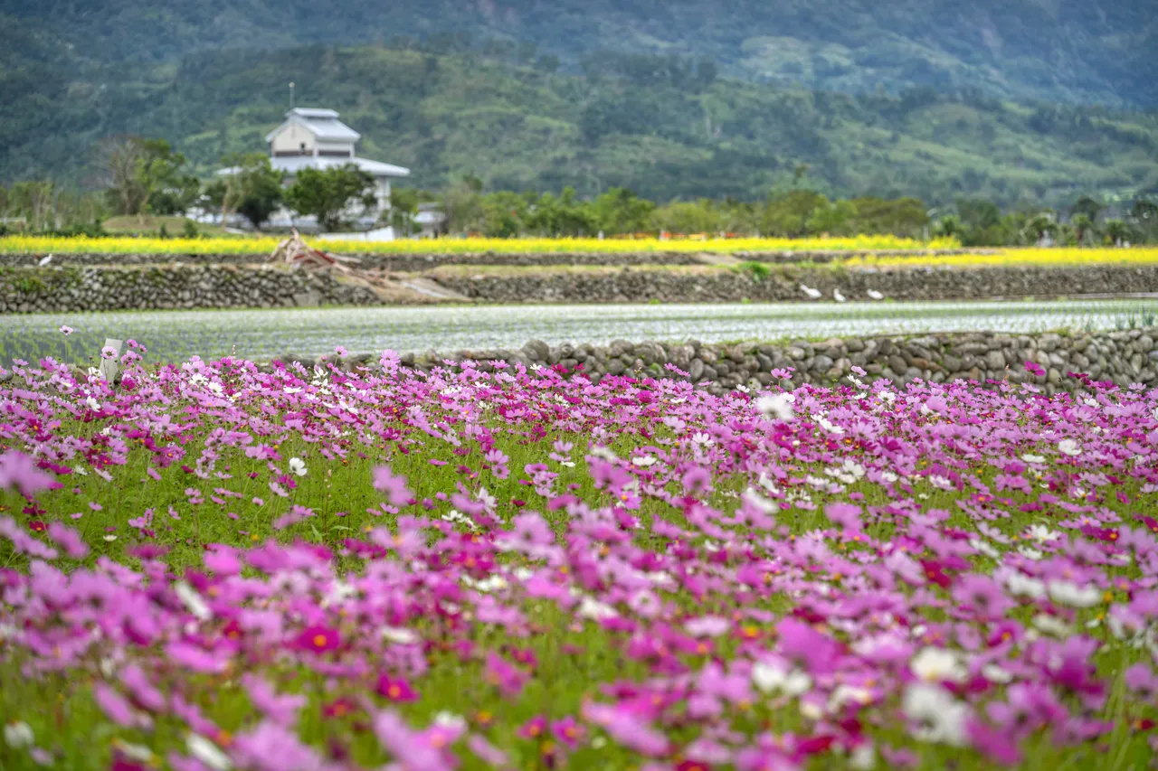 富里鄉花海田野風光。花東縱谷國家風景區管理處提供