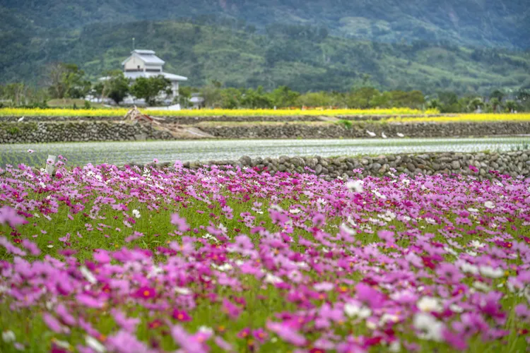 富里鄉花海田野風光。花東縱谷國家風景區管理處提供