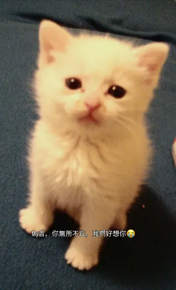 擁有19萬名粉絲追蹤的貓咪網紅白吉驚傳離世。翻攝《我是白吉。》粉專
