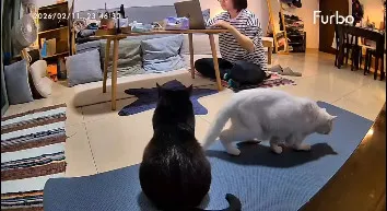 2月12日凌晨4時30分左右，白吉突然從睡夢中驚醒，隨後出現失禁情況，下肢明顯無力。翻攝《我是白吉。》粉專