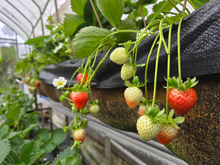 內湖白石湖社區5月前皆可體驗現採草莓。台北市工務局提供