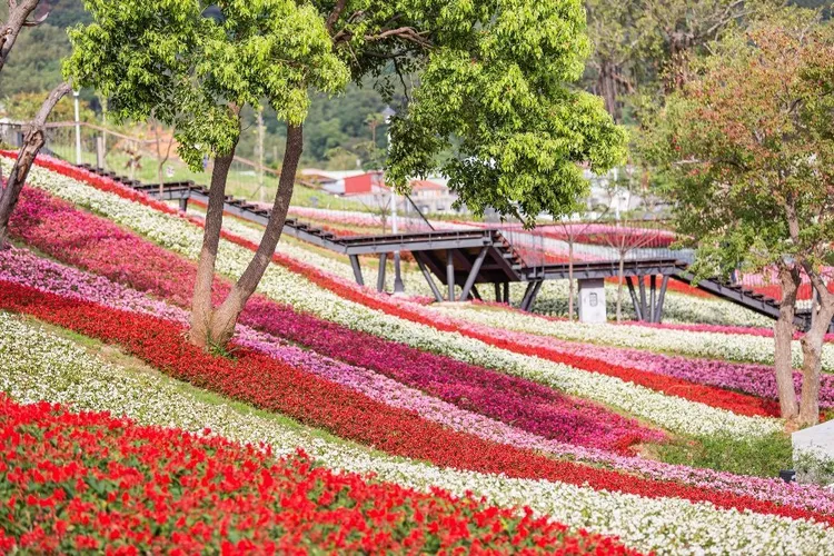 北投三層崎花海，運用16萬盆花卉打造層疊彩色圖騰。台北市工務局提供