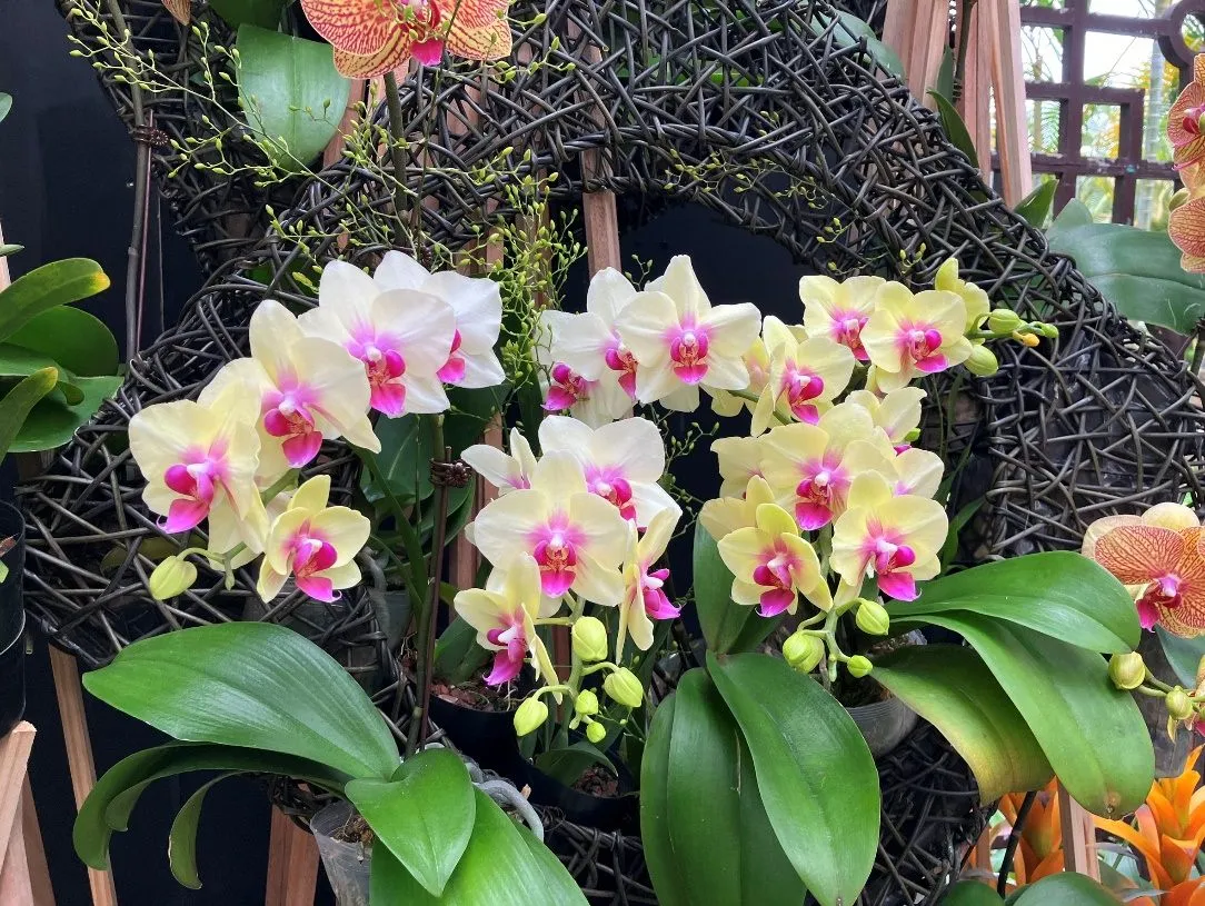 士林官邸馬年「春節花卉展」展出多種蝴蝶蘭。台北市工務局提供
