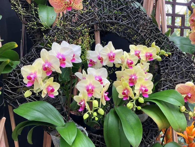 士林官邸馬年「春節花卉展」展出多種蝴蝶蘭。台北市工務局提供