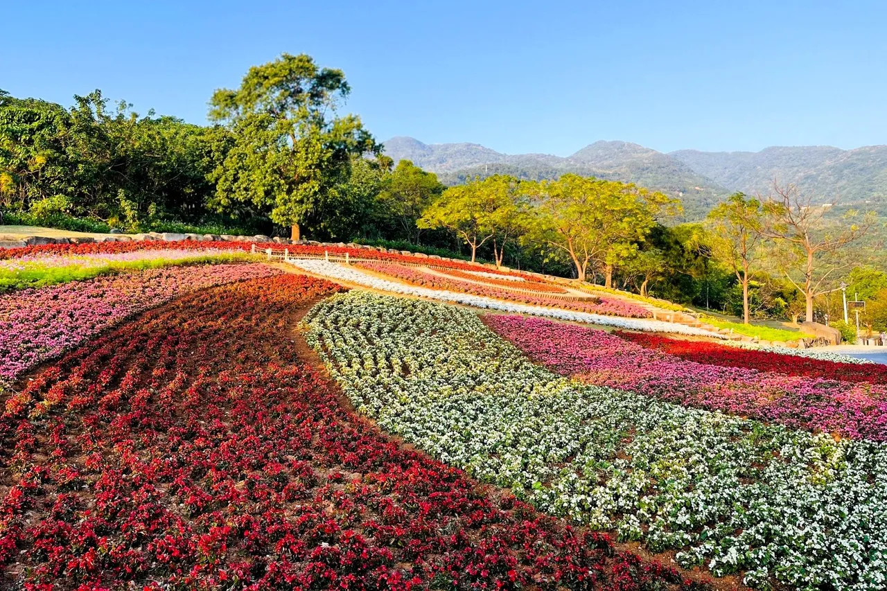北投三層崎花海被譽為「台版富良野」。資料照片／台北市工務局提供