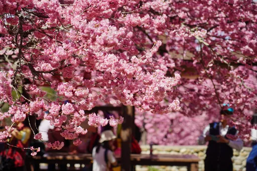 福壽山千櫻園已開花2成 　滿開期在228連假