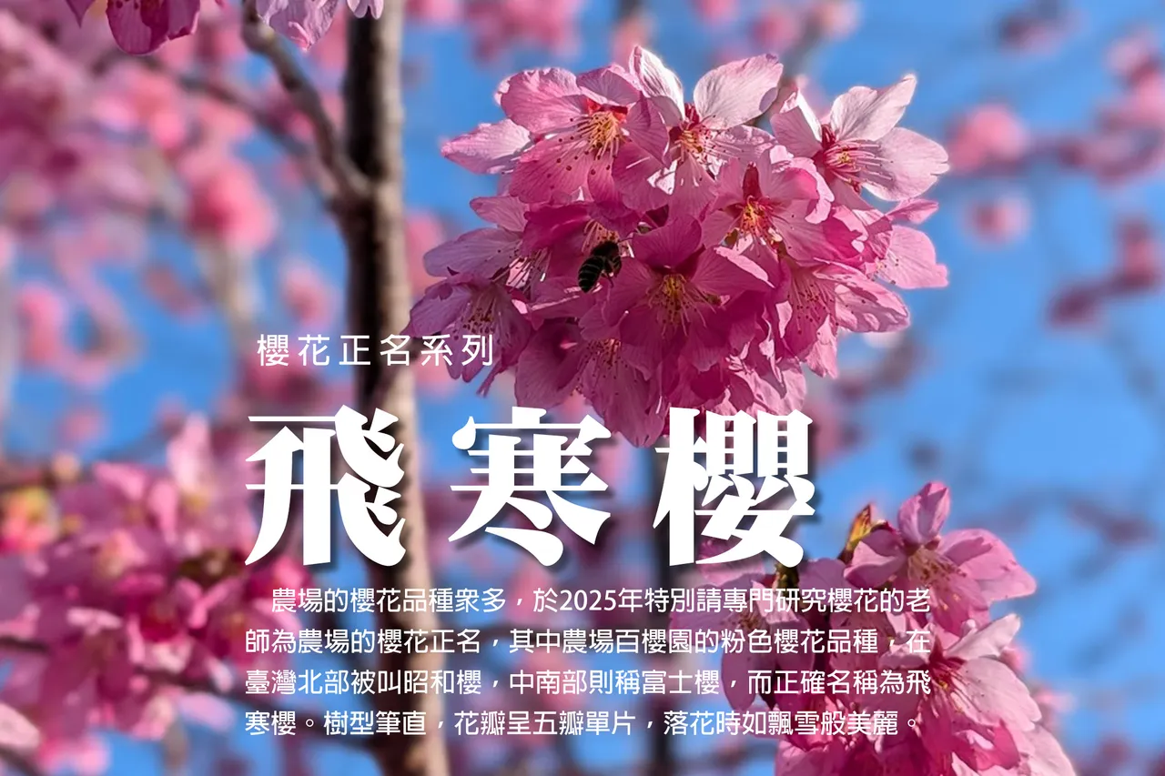 農場百櫻園內的粉色櫻花，在台灣北部常被稱為昭和櫻，中南部則稱富士櫻，正確名稱實為「飛寒櫻」。翻攝福壽山農場臉書