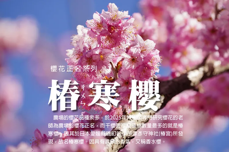 千櫻園種植數量最多的為「椿寒櫻」起源於日本愛媛縣的椿宮而得名，因具有濃郁香氣又被稱為「香水櫻」。翻攝福壽山農場臉書