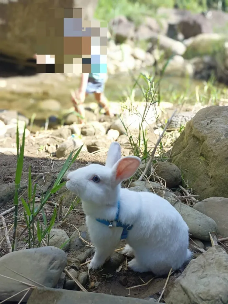 李姓女飼主飼養的公兔。翻攝臉書社團