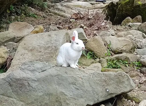 公兔結紮手術後吐血亡　女飼主發文討公道挨告！寵物醫院二連敗