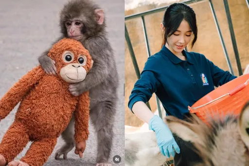 日本坎坷小猴「Panchi君」爆紅　邵雨薇也瘋狂天天追近況