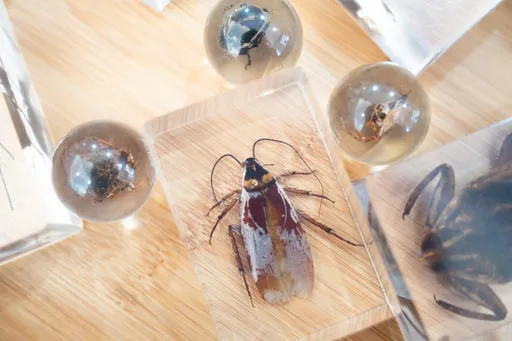 蟑螂標本現身！台北市立動物園送「斑馬獎」網嚇壞　園方回應了