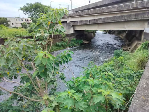 驚人棄屍案！桃園男失蹤　87歲老父認了：我把他丟進埔心溪