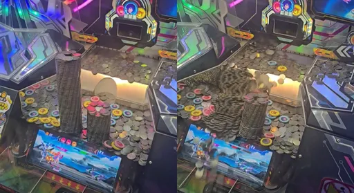 湯姆熊花1千多元玩推幣機　結局大崩潰！網笑：虧爛了