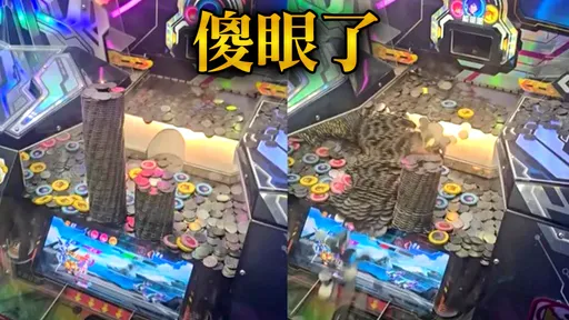 湯姆熊花1千多元玩「推幣機」結局大崩潰！網笑：虧爛了