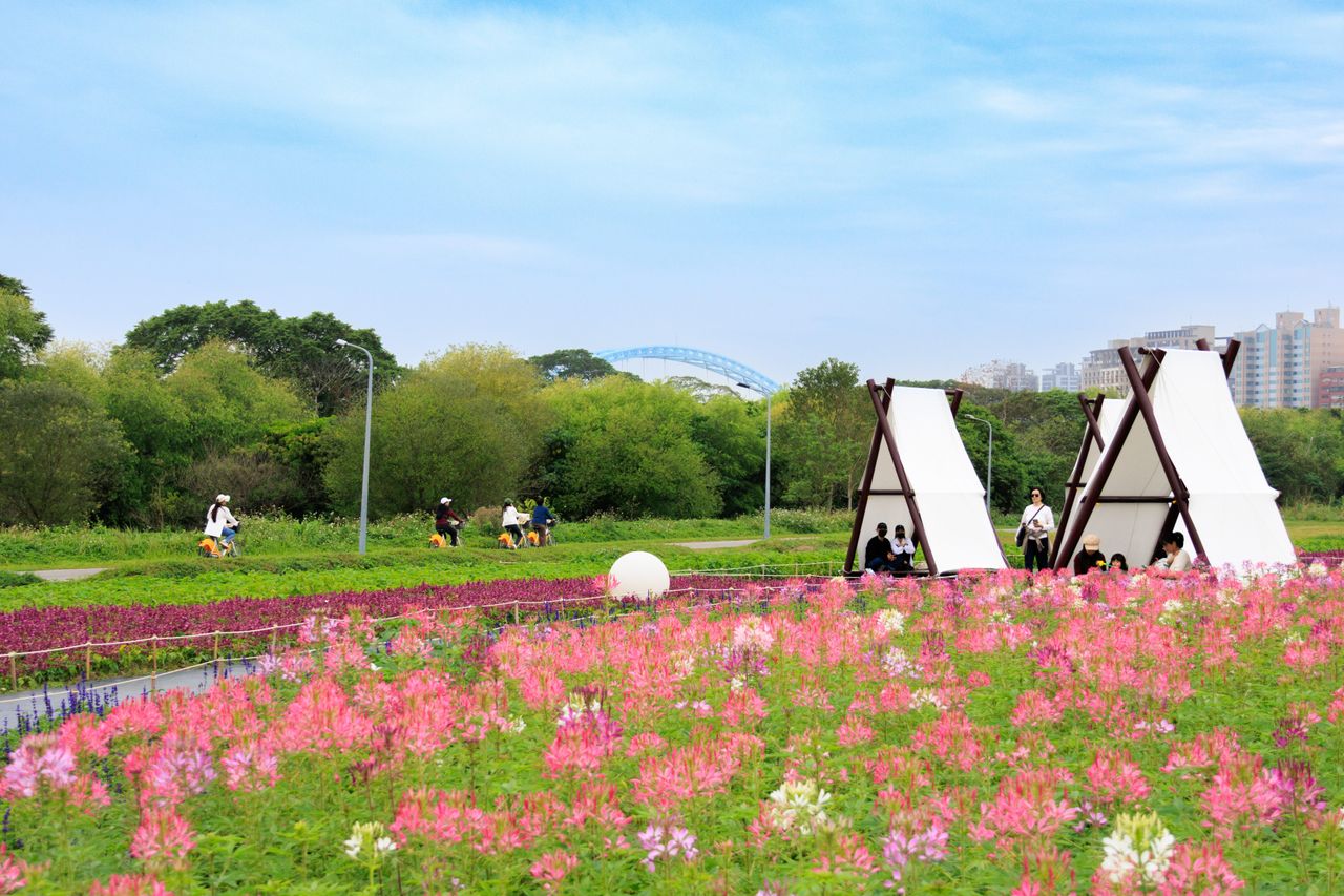 228連假衝一波!台北河濱24萬株花海炸開 規模達21座籃球場