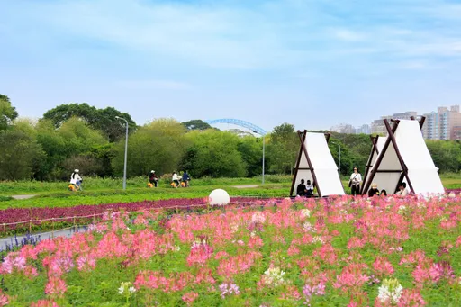 228連假衝一波！台北河濱24萬株花海炸開　規模達21座籃球場