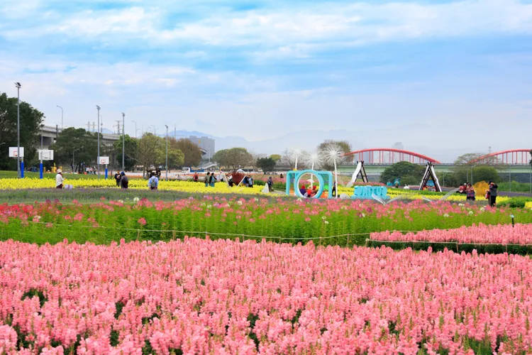 古亭河濱公園主題花海總面積當於21座籃球場。台北市工務局提供