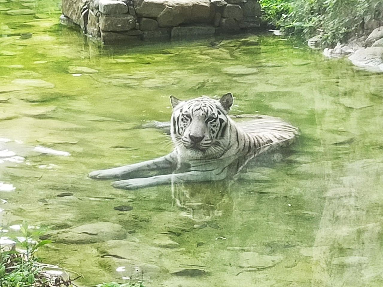 壽山動物園大象跟白老虎相繼過世!高雄市觀光局考慮引進這種新動物