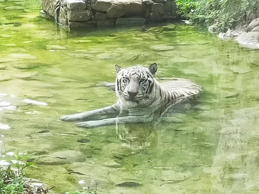 壽山動物園大象跟白老虎相繼過世！高雄市觀光局考慮引進這種新動物