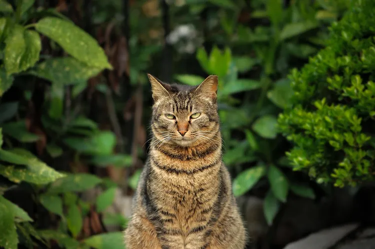 往生寵物應該超度，不能再點光明燈。翻攝自pixabay