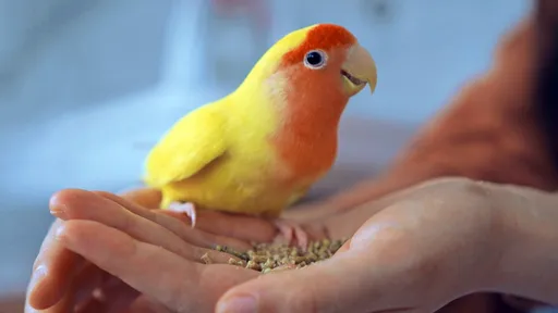 為見她一面「挾持4鸚鵡」　26歲男：妳不回家4條生命就此終結