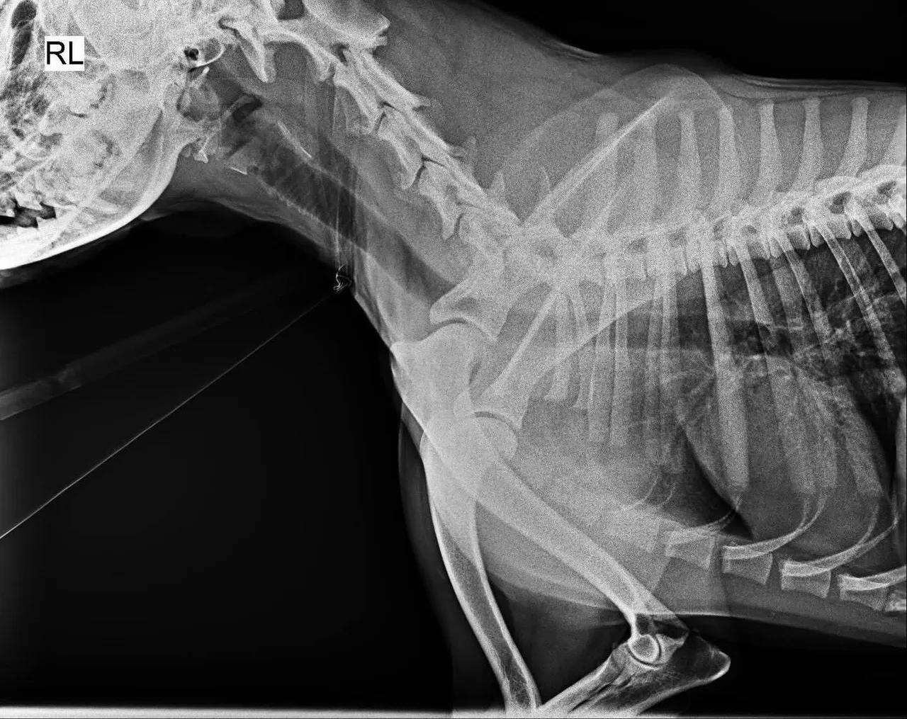 黑狗經X光檢查沒有骨折。江和樹提供