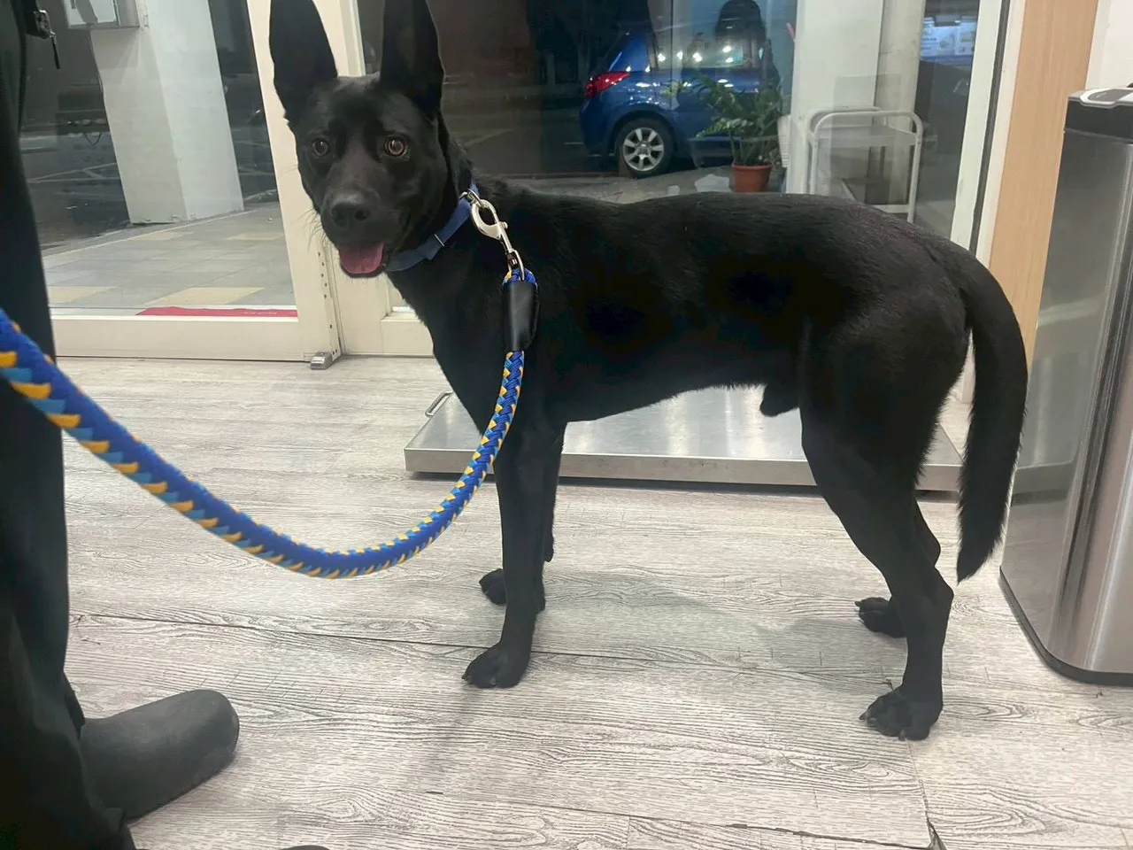 送醫的黑狗沒有明顯傷勢，也沒有骨折，市議員江和樹懷疑遭調包。江和樹提供