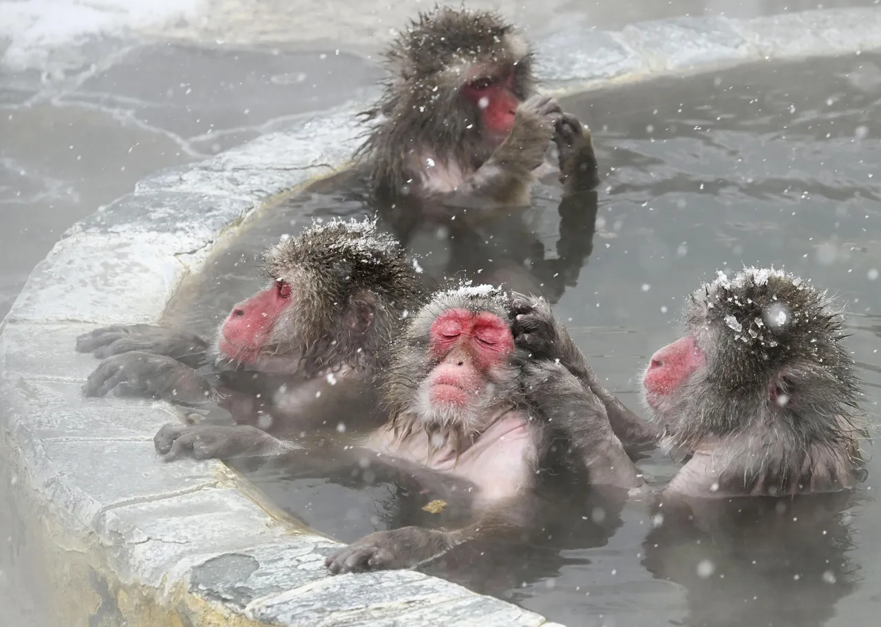 日本北海道受冷氣團及降雪影響，6日可能出現暴風雪天氣。美聯社