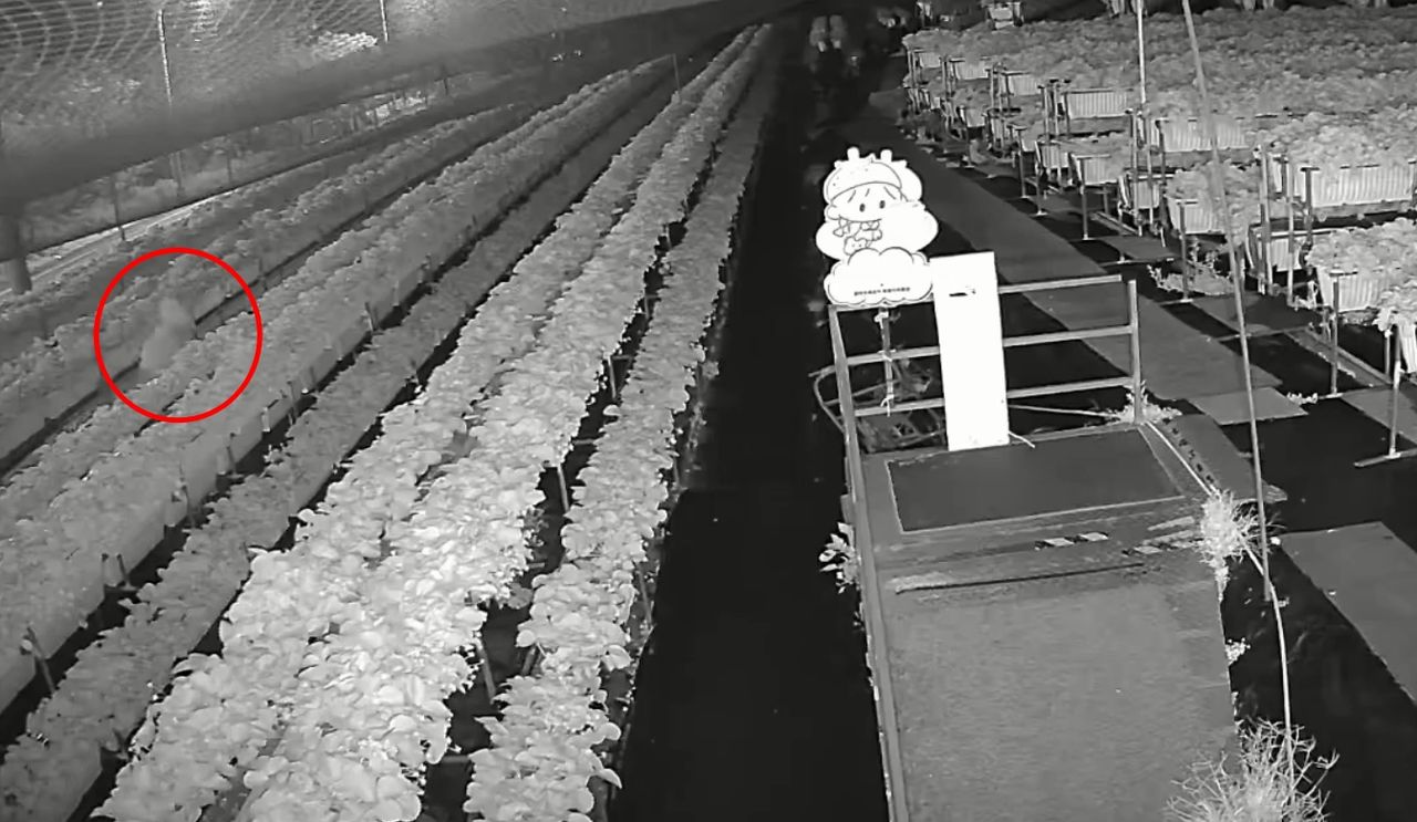 關西鎮草莓園遭竊原因「有洋蔥」 園方擔憂賊吃下「毒草莓」