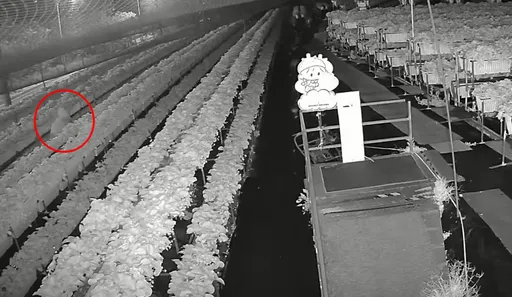 關西鎮草莓園遭竊原因「有洋蔥」　園方擔憂賊吃下「毒草莓」