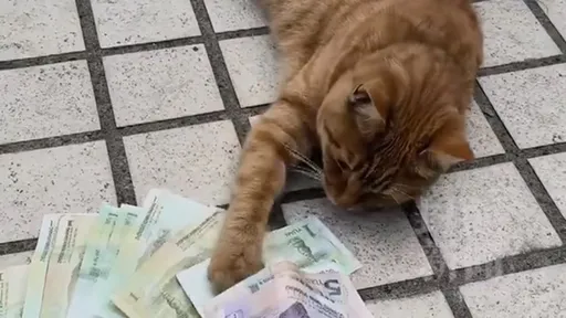 拜完財神「家裡狂冒零錢」　她調監視器才知愛貓是賊