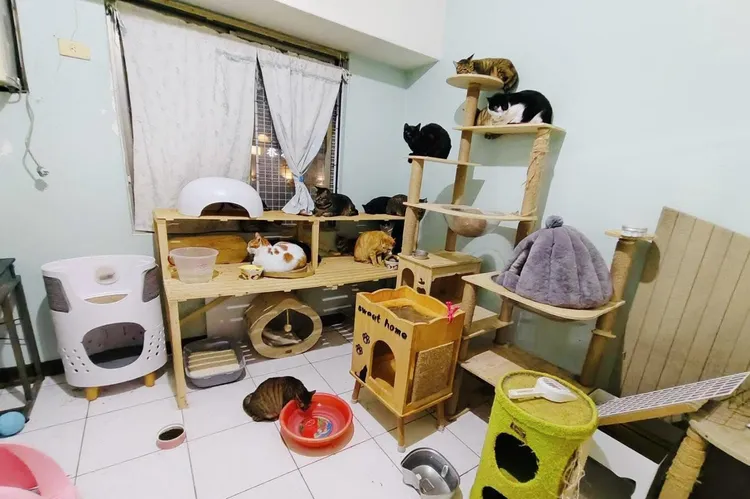 目前27隻毛小孩正等待溫暖的家，米可白也提醒，有意認養的朋友務必事先預約聯繫。翻攝米可白臉書