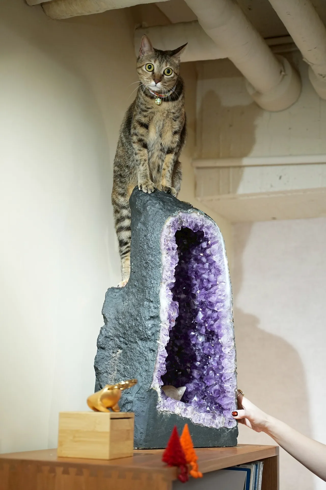 美娟活潑又好動。彭欣偉攝