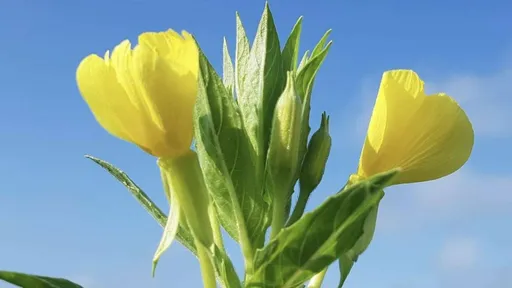 立春大發財　5星座一出手就賺