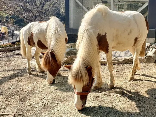 好康看這裡！壽山動物園春節全國兒童入園都免費　還有AI互動新體驗