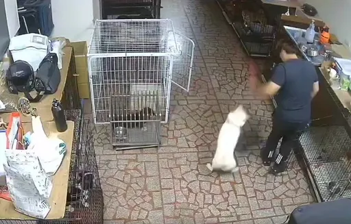 桃園知名訓犬中心遭爆虐狗害癱軟失禁　戴瑋姍偕飼主、前員工悲控「如入地獄」