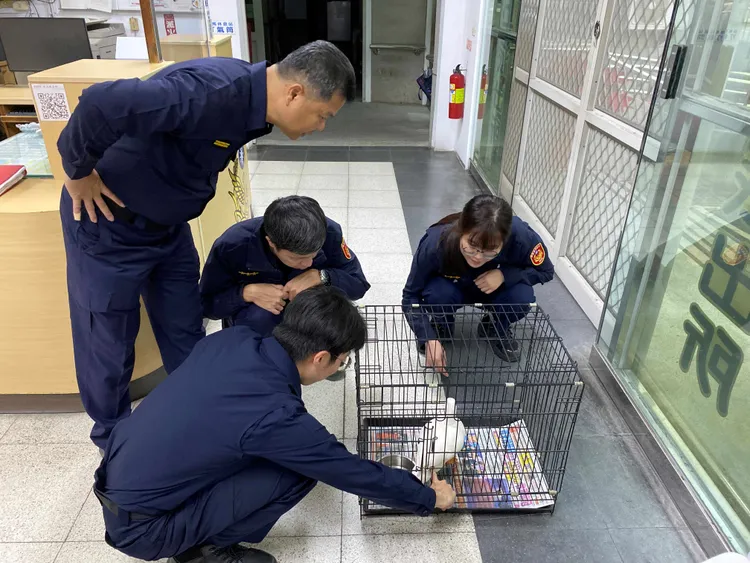 警方先將鴨子帶回警局，事後沿路詢問飼主。翻攝畫面