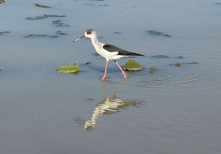 候鳥覓食。張沛森攝