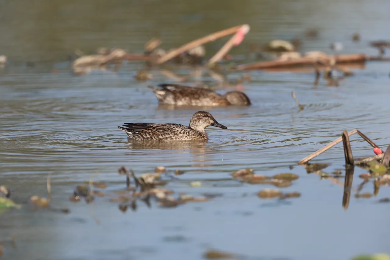 新春新秘境　桃園許厝港賞鳥、看夕陽
