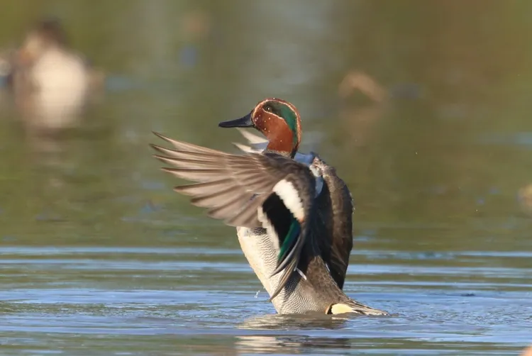 小水鴨展翅。張沛森攝
