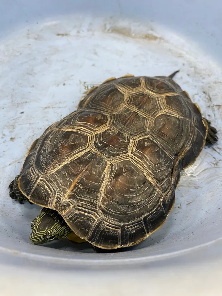 廖女的愛龜「錢錢」。民眾提供