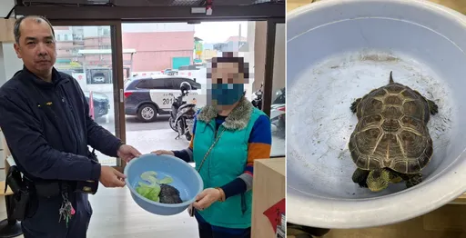 愛龜門前曬太陽離家出走！急壞飼主　警調監視器逐戶訪查尋回