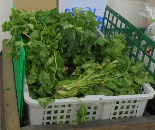 香菜宇宙爆發！全家推香菜花生奶茶　網友喊：喝的是信仰