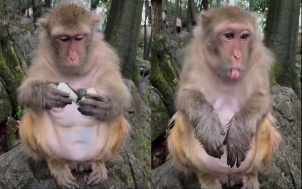 猴子剝開皮蛋一聞「噁心想吐」畫面瘋傳 網笑:這隻一定是老外