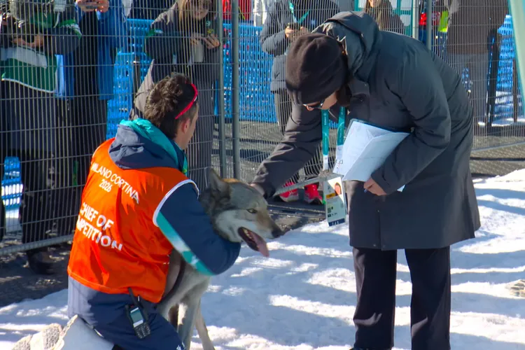 可愛的捷克狼犬Nazgul被帶離賽道前就已通過終點線。美聯社