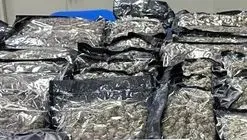 大麻花。資料照片