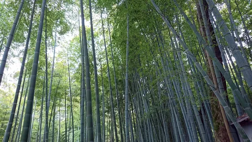 京都竹林慘遭破壞　這國女遊客刻字被抓包反問「為什麼不行」