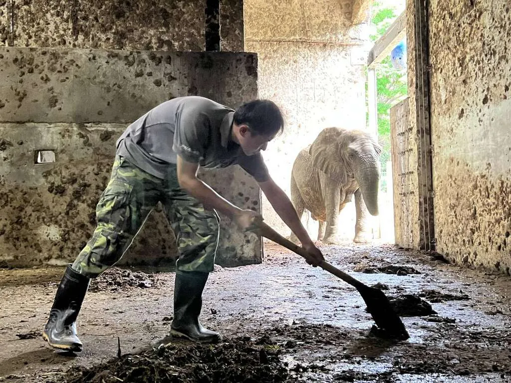 保育員林裕強打掃非洲象「阿里」內舍。壽山動物園提供