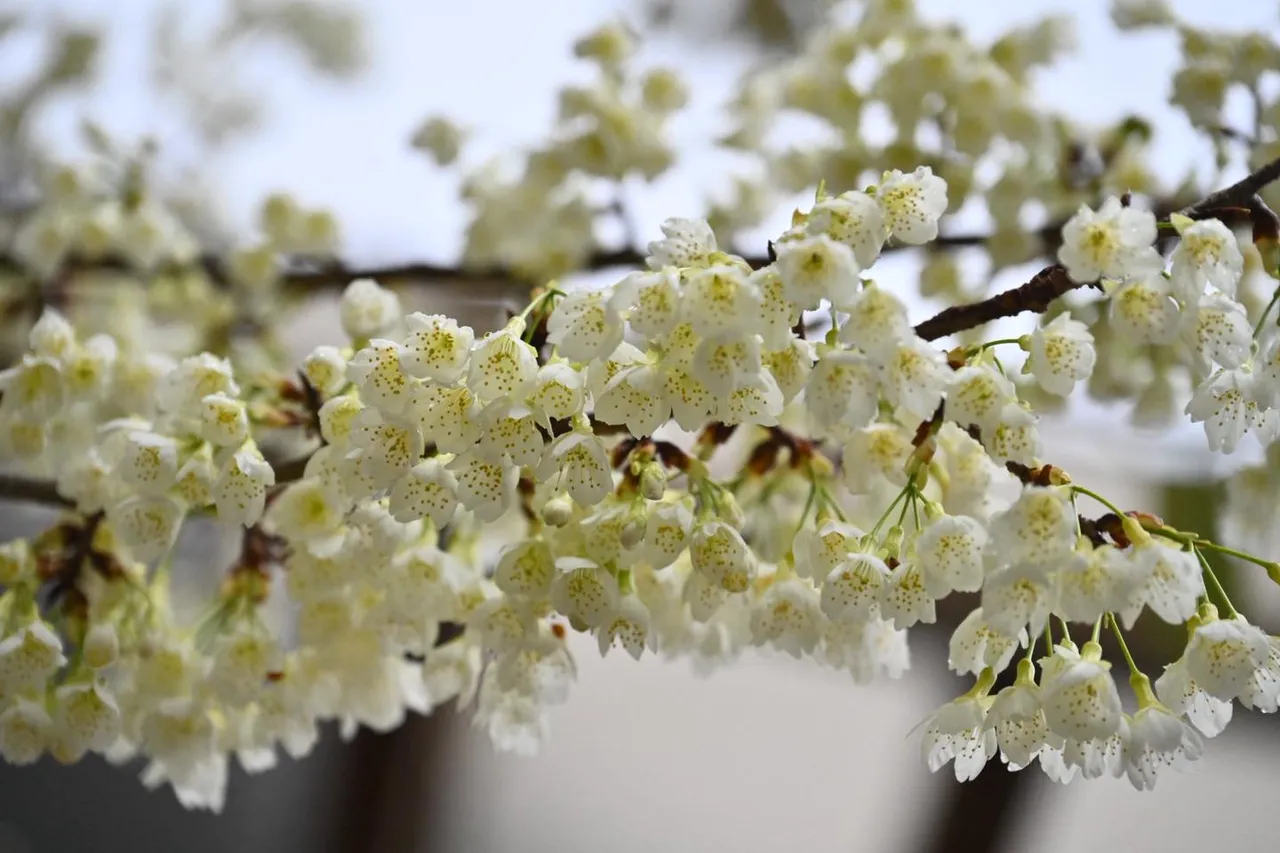 武陵農場白色山櫻花多了清新與高雅。翻攝武陵農場臉書